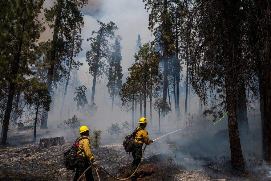 Two firefighters in yellow gear use a hose in a grove of trees.
