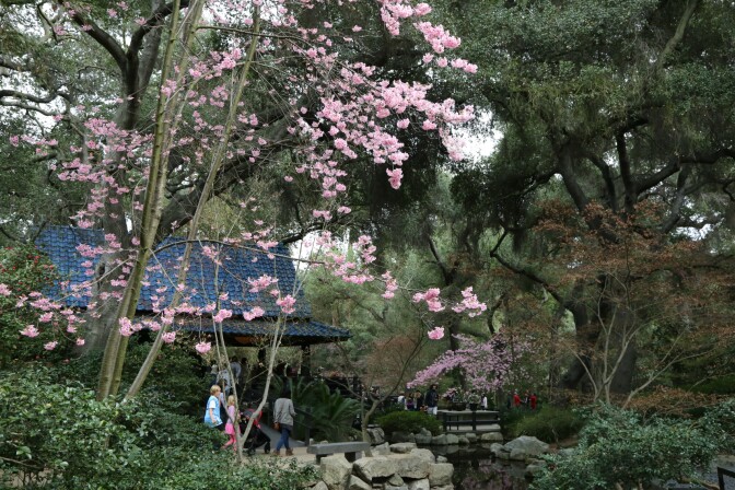 Cherry blossoms in the Japanese Tea Garden, Descanso Gardens.