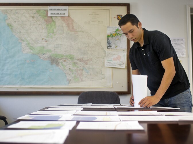 Alez Muniz, an environmental scientist, lays out papers for the next wasps releases. There are thousands of release sites in Southern California.