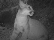 A young mountain lion is captured on a remote camera at night.