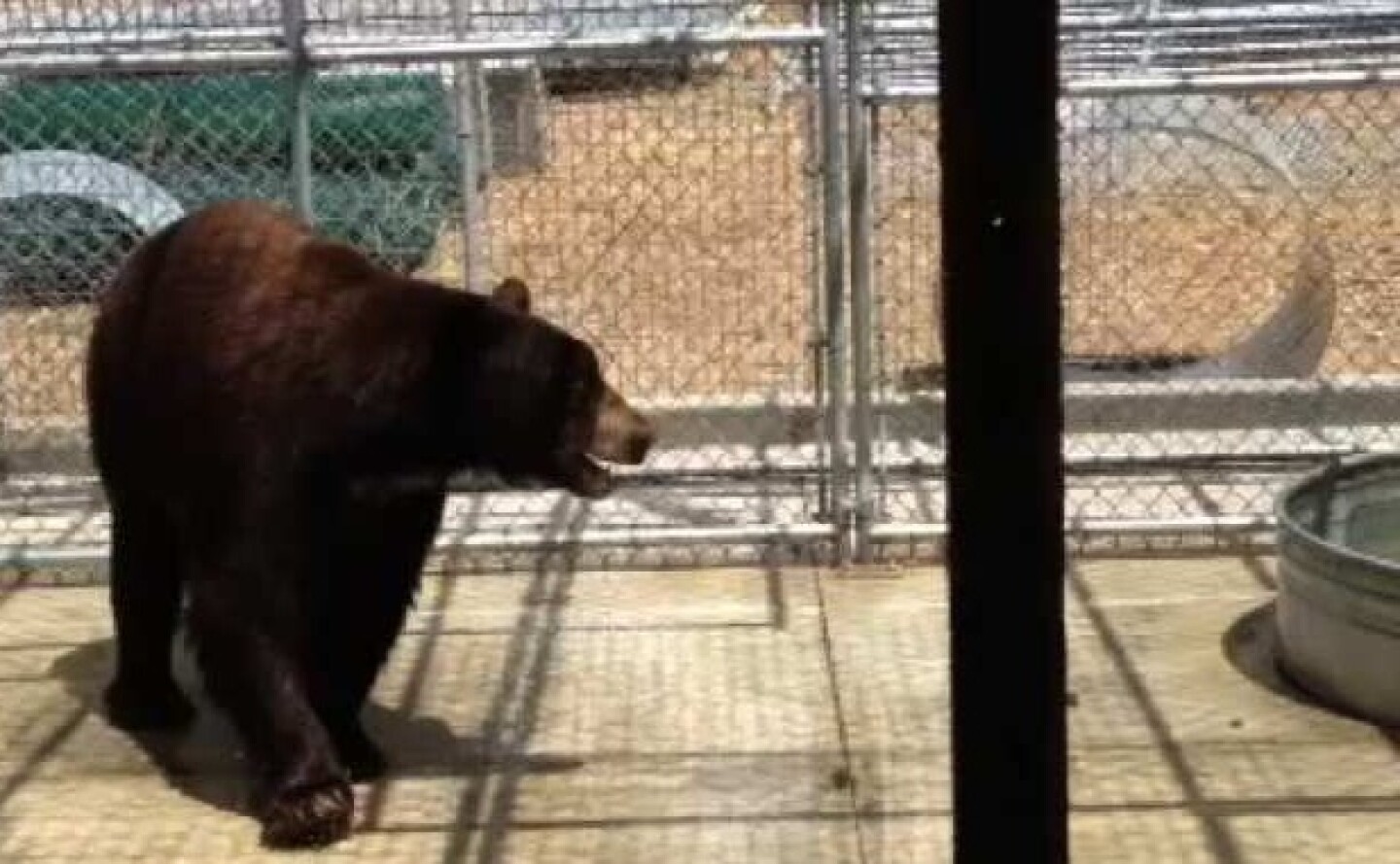 glendale-bear-cage.jpg