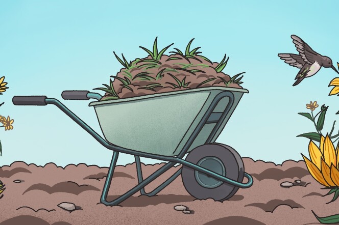 An illustration of a wheelbarrow with dirt and grass in it. It's a profile view of of the wheelbarrow while it sits on a dirt area next to California sunflowers and a humming bird.