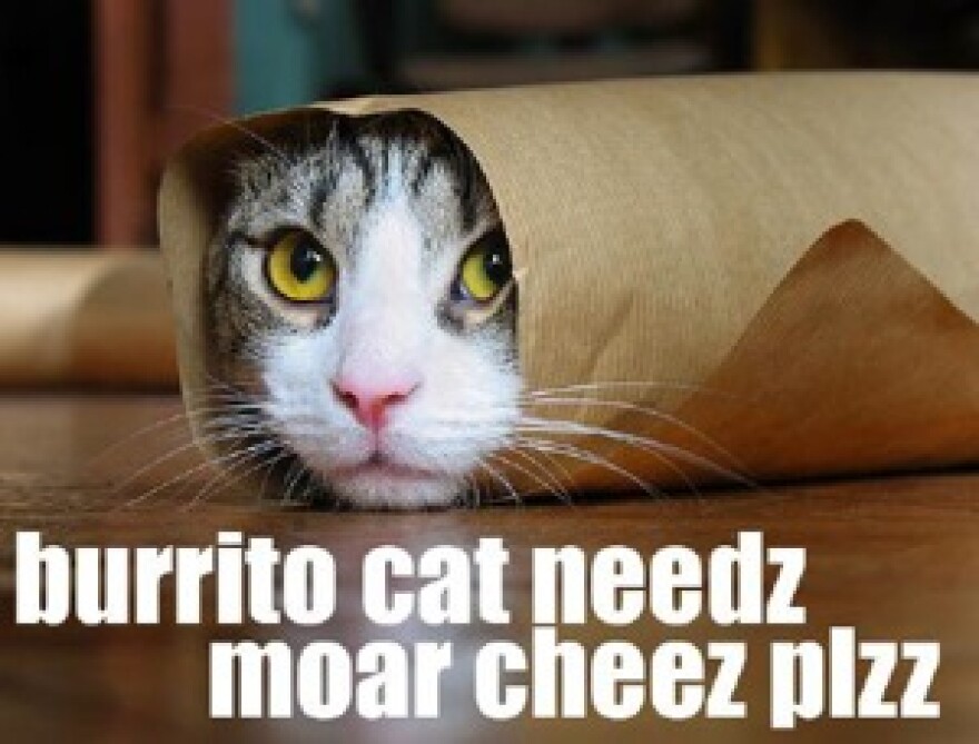 burrito_cat2.jpg