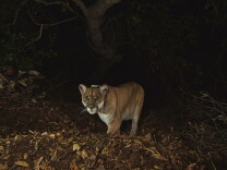 A mountain lion stands in leaves at night looking into the camera. A GPS collar is visible.
