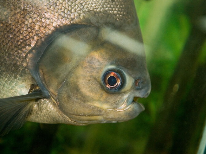 A pacu fish, similar the Rufus, the 38-year-old fish who used to live in the Bahooka Restaurant in Los Angeles. 