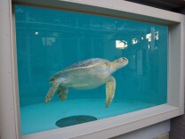 A green sea turtle missing one front flipper swims in a tank. 