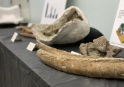 Fossils excavated during the Metro Purple Line Extension project come from long-extinct animals like mammoths, sabre-tooth cats and giant ground sloths