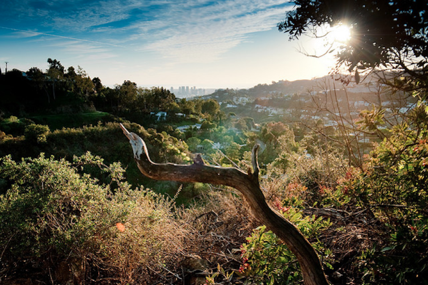 runyoncanyon.png