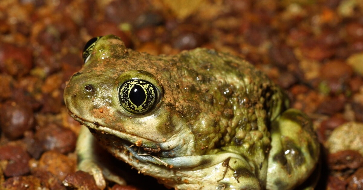 Western spadefoot frog