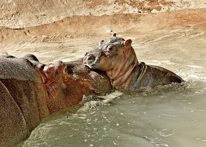 hippo.jpg