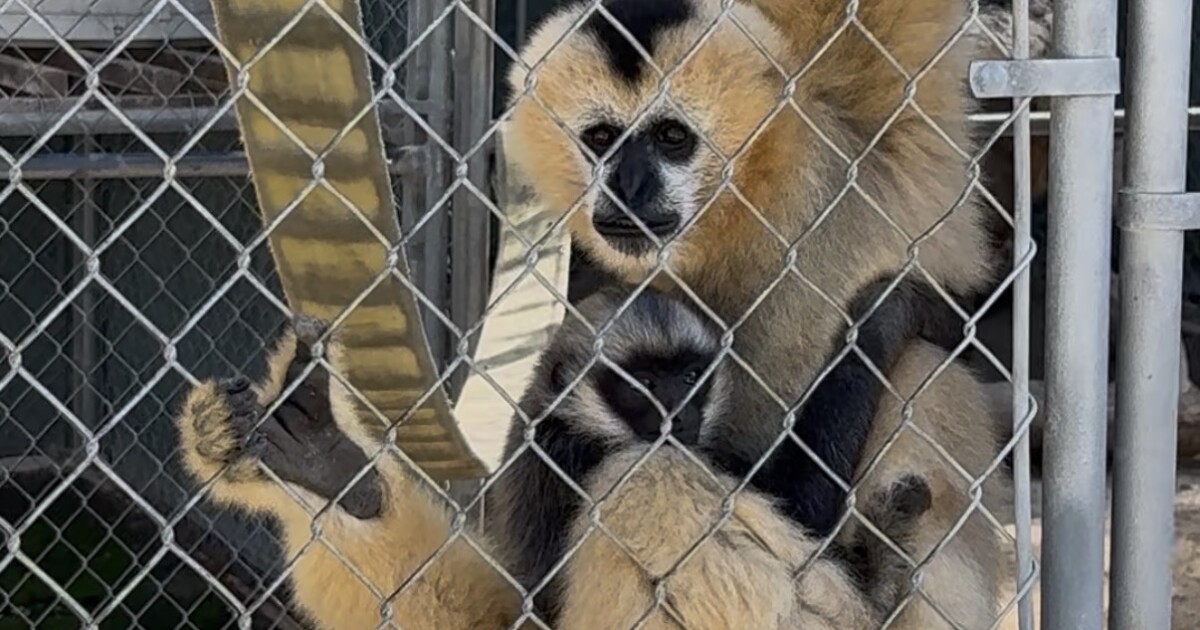 Experience the sounds of the rainforest, and the songs of gibbons, in Santa Clarita - LAist — source Rainforest & Nature (Google News)