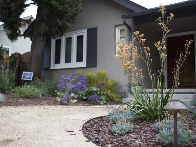 The turf outside this Pasadena home was transformed into a drought-friendly yard using the Metropolitan Water District's Cash for Grass program in October 2014. The $450 million water conservation program has now ran out of money.