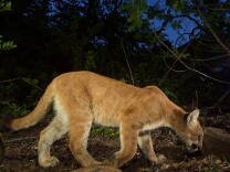 An unmarked kitten of P-39 seen at approximately seven months old. Mountain lions start losing their spots at around three to five months of age, but in certain conditions you can see faint spots up to 18 months.
