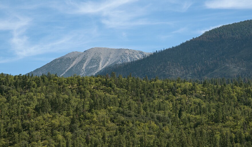 Pine trees covering mountains with blue skies in the background