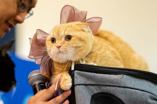Picture of orange cat with a pink bow