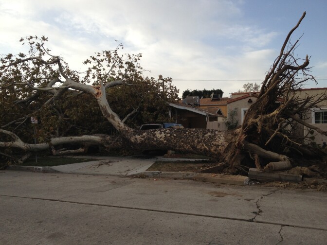 A downed tree damaged three cars and ripped up pavement on Glenhurst Ave in Atwater Village, Calif. Neighbors said it was diseased, and they had been calling the city for years to get it removed, to no avail.