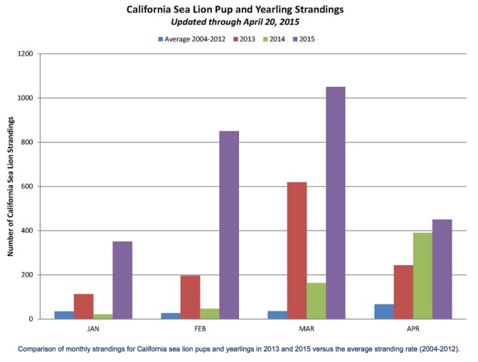 A screenshot of a NOAA Fisheries website shows the number of stranded California sea lions has increased in recent years.