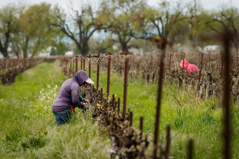 Two farmworkers, both wearing hoodies and hats underneath, are each in a vineyard row working.