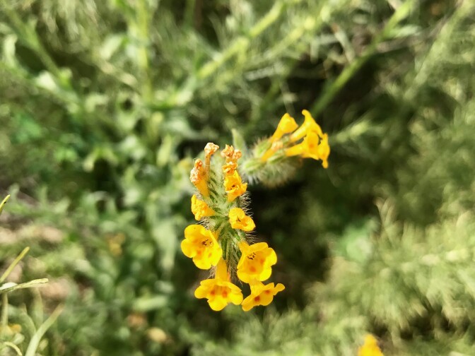 A fiddlehead in Upper Newport Bay.