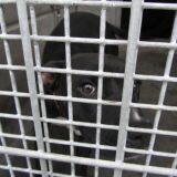 Recent reporting from the Los Angeles Times found that many local animal shelters are reaching occupancy and overcrowding.