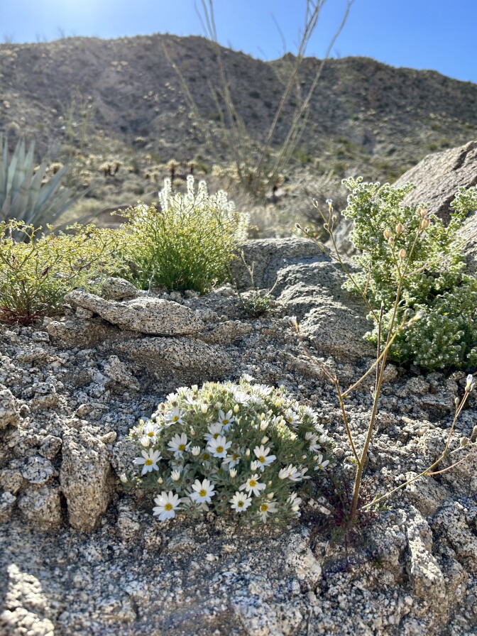 A rocky slope with several bushes of white and yellow flowers. 