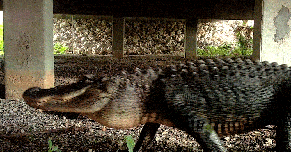 An alligator crosses in front of the camera. There are pebbles and other small natural debris behind the animal, along with the struts of a bridge, with a rock wall in the far background.
