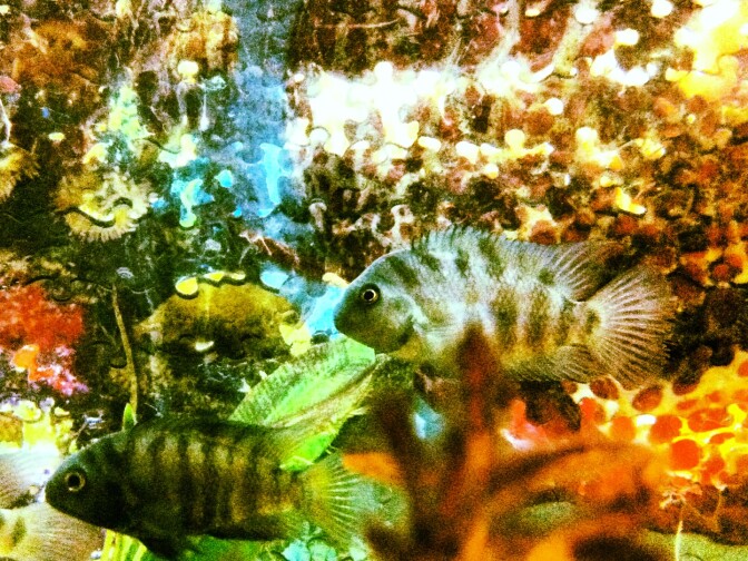 The restaurant Bahooka is changing hands and themes, but we hear the fish are staying.