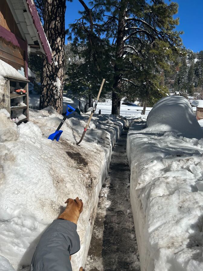 A dog wearing a dog jacket looks down a dug-out pathway with high banks of snow on either side. It's sunny. Two shovels are dug into the snow on the left side of the trail.