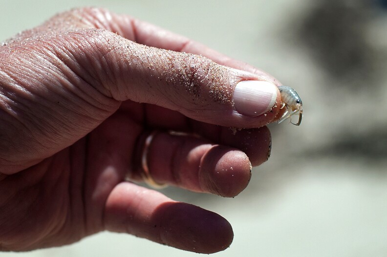 David Hubbard holds a Beach Hopper. Crustaceans like Isopods break down kelp, and are a source of food for shorebirds.