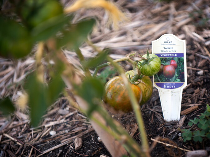 Also in Parker's garden are tomatoes, squash, peppers, and chard.