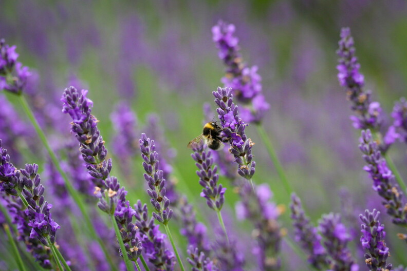 field of lavender