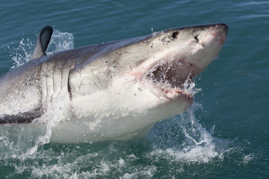 greatwhiteshark.jpg