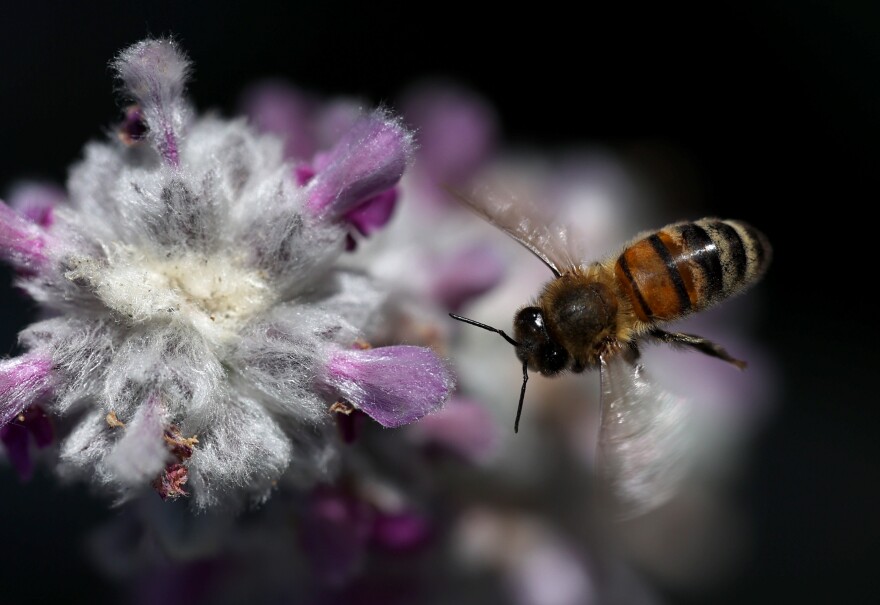 A close-up shot of a single honeybee next to a purple flower.