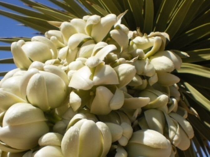 Marie MacLean submitted this photo of a Joshua Tree in bloom.