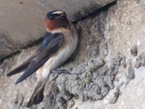 Cliff Swallow ( petrochelidon pyrrhonota) with the early makings of a nest.  