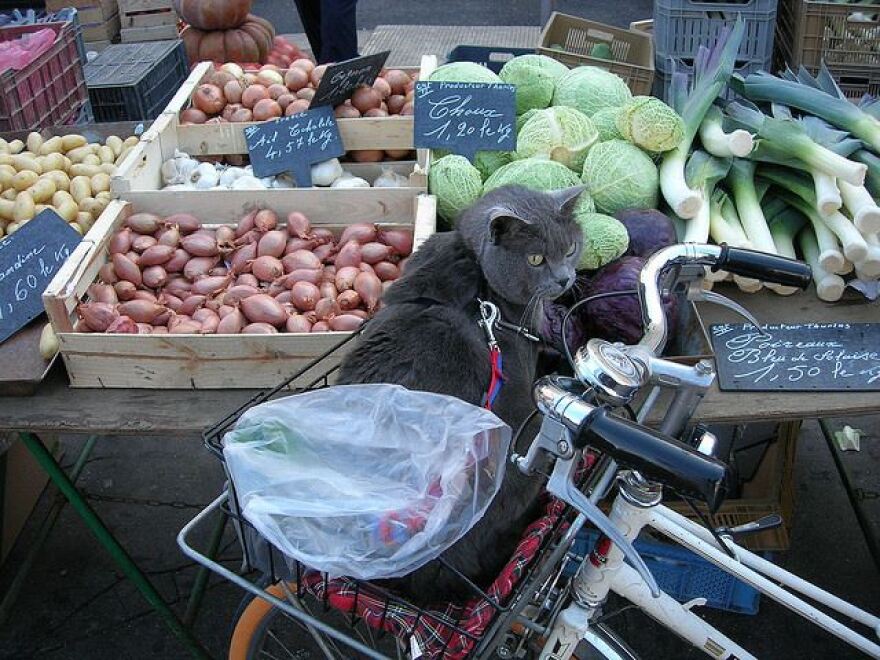 groceries.jpg