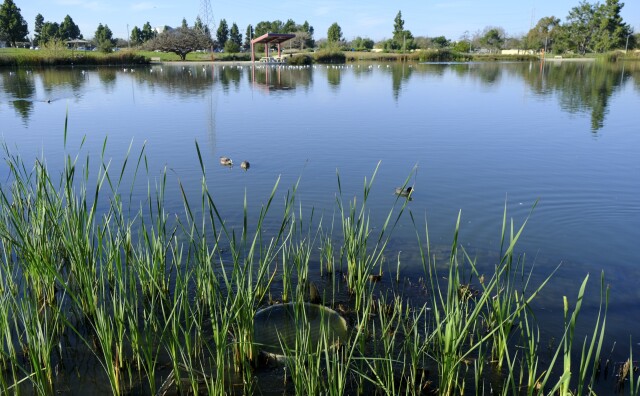A drain releases treated stormwater into a manmade lake in Willowbrooks Earvin "Magic" Johnson Park. Ducks float on the water's surface and there are green plants.
