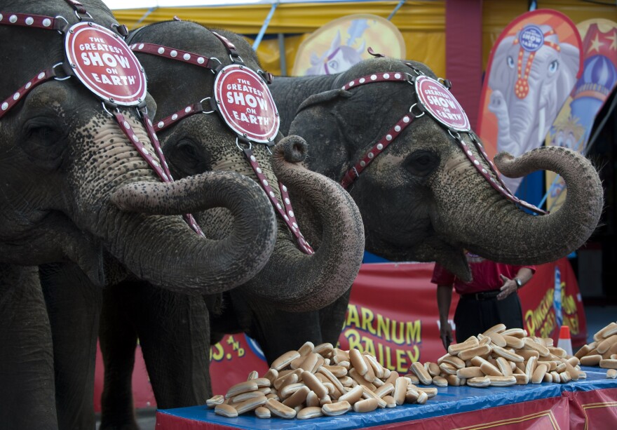 Ringling Bros. and Barnum & Bailey elephants Bunny, Susie and Minnie line up in front of a table full of hot dog buns July 2, 2010 in Coney Island, New York. The three elephants competed against three adult males to see who could eat the most buns. The elephants won, 41 dozen for the elephants and 15 dozen for the men. AFP PHOTO / DON EMMERT (Photo credit should read DON EMMERT/AFP/Getty Images)