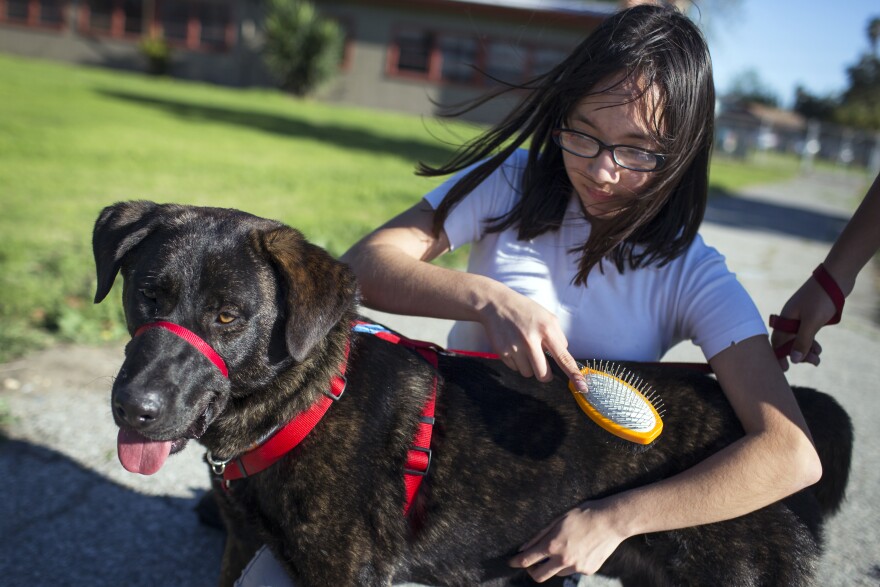 Seventh grader Xochilt Nuñez brushes Rockwell during spcaLA's humane education after-school program at Bunche Middle School in Compton on Tuesday afternoon, March 8, 2016. Students are paired with canines as part of an after school program called "Teaching Love and Compassion."