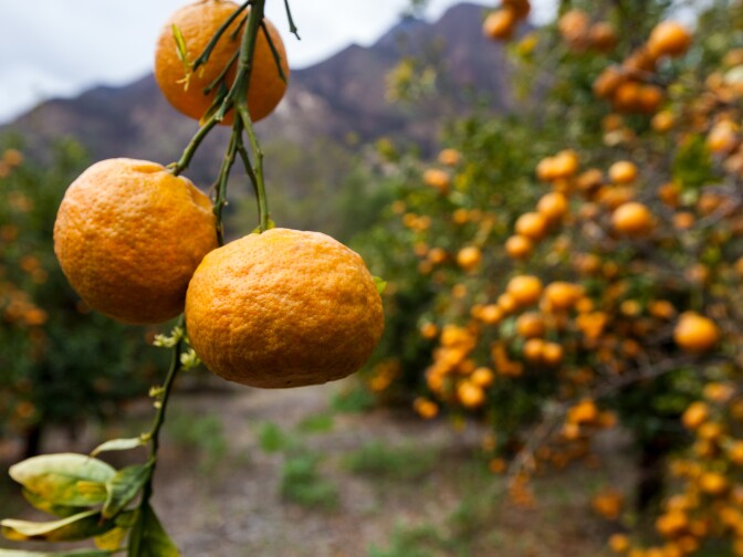 Tangerines in drought ridden Ojai.