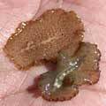 Delicate flatworms found under rocks on Espiritu Santo Island. The ruffled edges undulate, helping the creatures move.