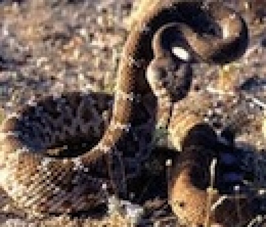 loma-linda-rattlesnake.jpg