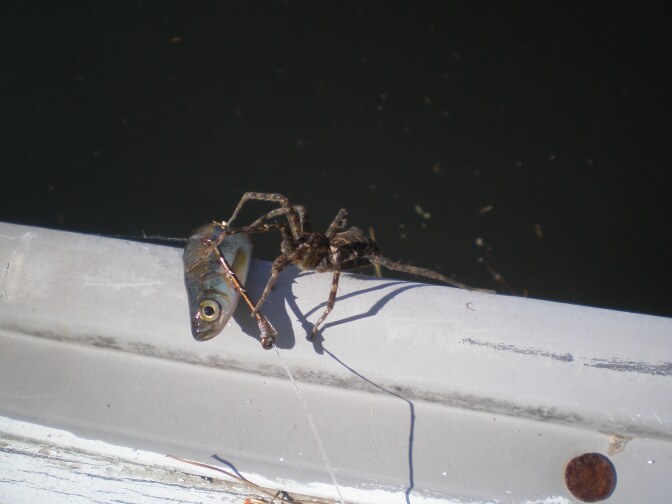 Dolomedes sp. scuttled out very quickly from underneath dock attempting to attack live bait fish (probably golden shiner Notemigonus crysoleucas) after a mis-cast resulted in bait fish landing just off edge of dock near Sebago Lake, Maine.