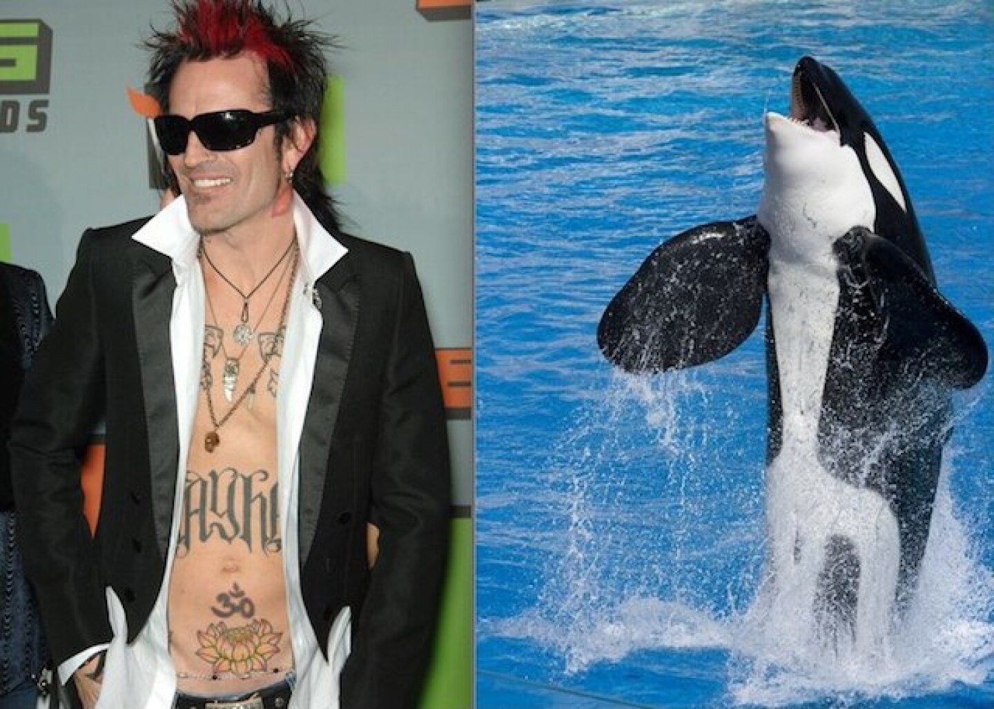 tommyshamu.jpg