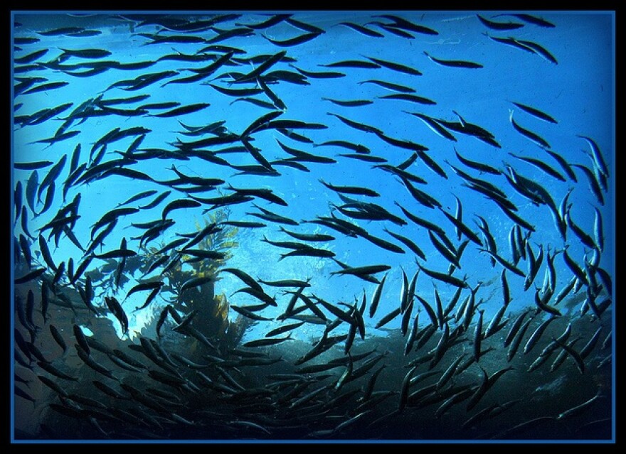 fish.jpg