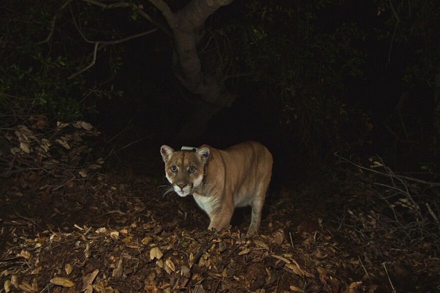 A mountain lion stands in leaves at night looking into the camera. A GPS collar is visible.