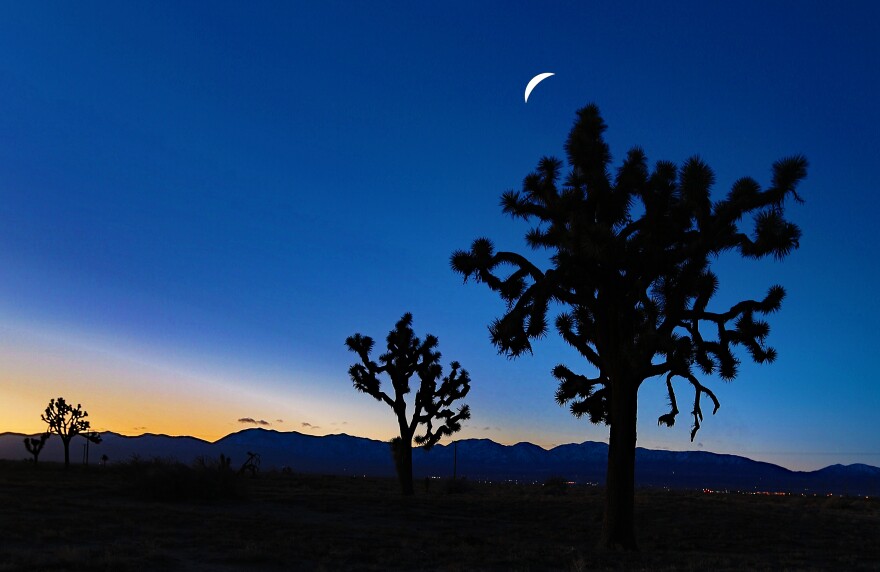 Moon over Joshua Trees.