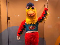 A Chicken mascot costume in a glass case.