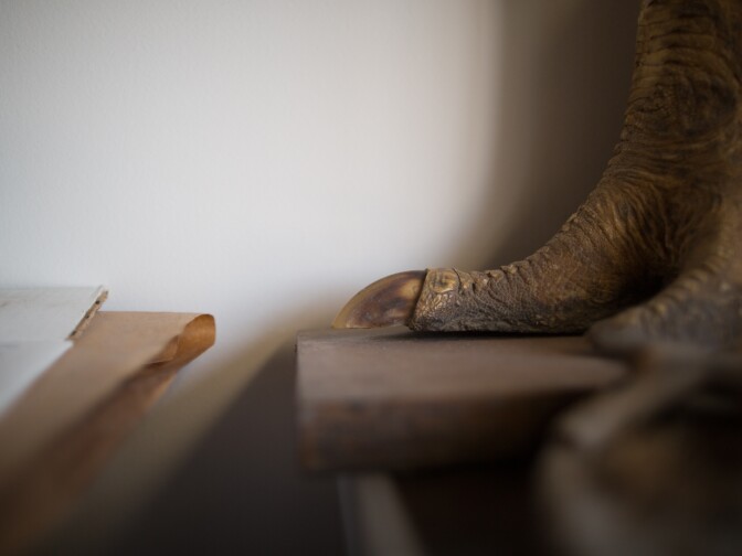 Ostrich legs on a shelf at the office space for the exhibits crew at The Natural History Museum.