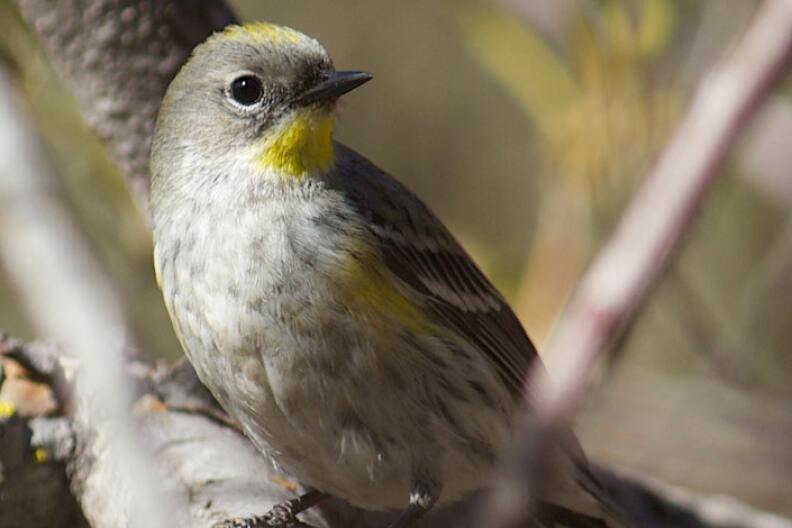 A small brown and white bird with patches of yellow under its beack, just next to its wing, and scattered along the top of its head.